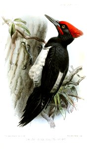 ThriponaxKalinowskiiKeulemans