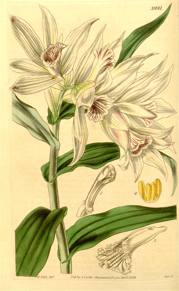 Thunia alba (as Phaius albus, spelled Phajus albus) - Curtis' 69 (N.S. 16) pl. 3991 (1843)