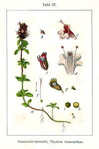 Thymus serpyllum Sturm57