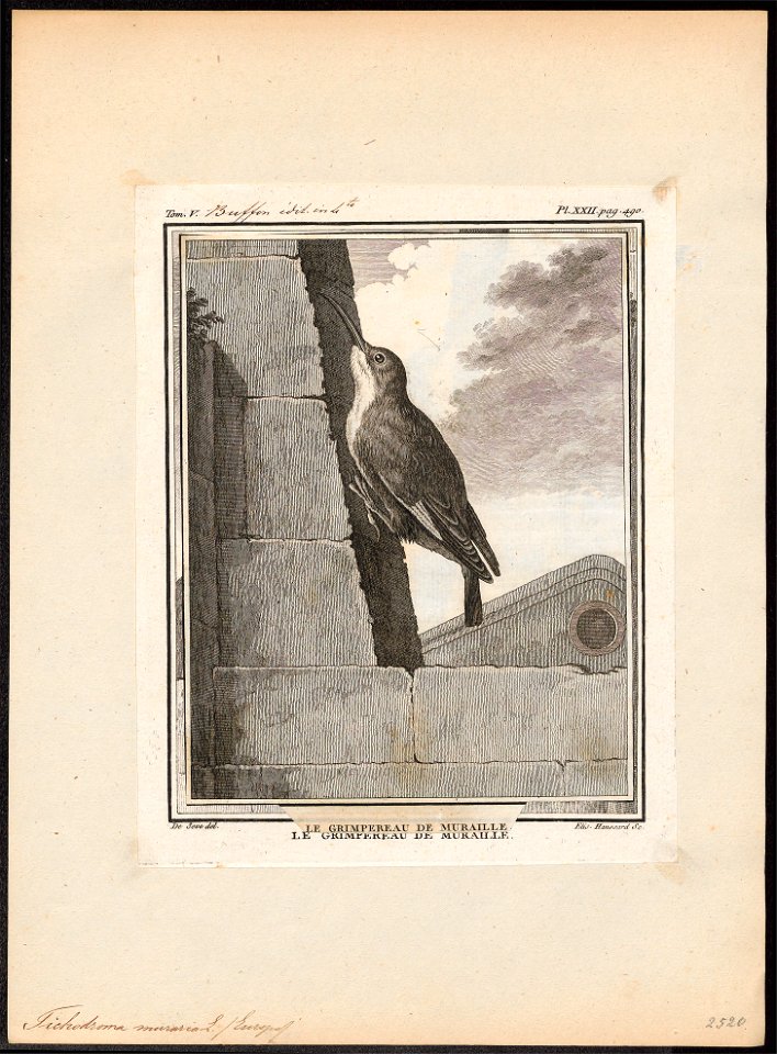 Tichodroma muraria - 1700-1880 - Print - Iconographia Zoologica - Special Collections University of Amsterdam - UBA01 IZ19200387