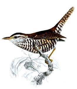 ThryothorusNisoriusSmit