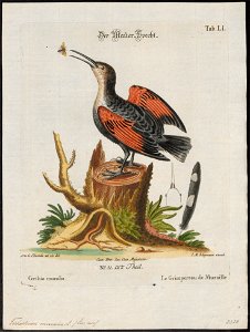 Tichodroma muraria - 1700-1880 - Print - Iconographia Zoologica - Special Collections University of Amsterdam - UBA01 IZ19200381