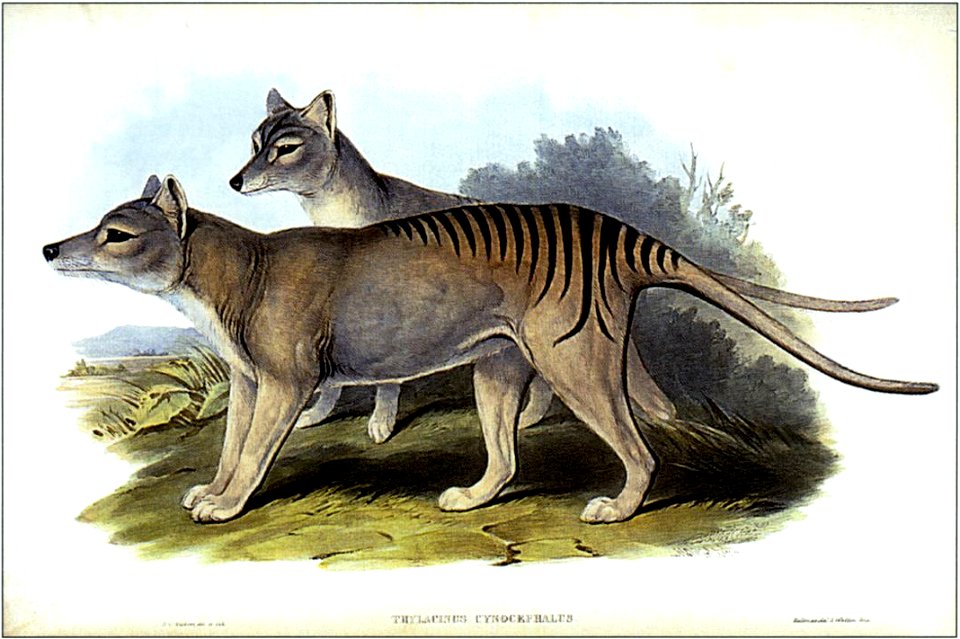 Thylacinus cynocephalus (Gould)