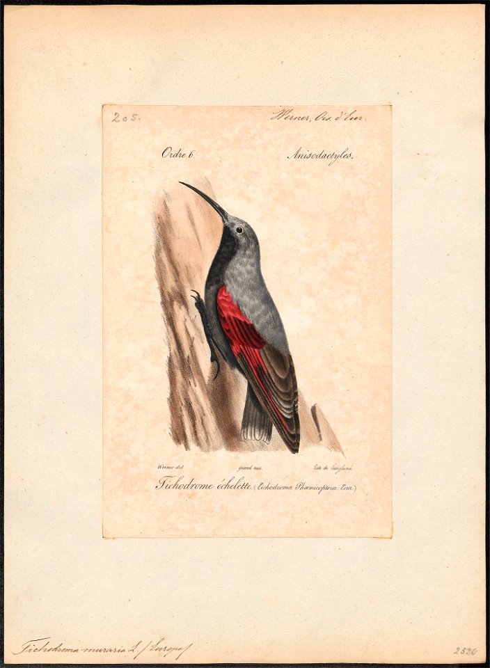 Tichodroma muraria - 1842-1848 - Print - Iconographia Zoologica - Special Collections University of Amsterdam - UBA01 IZ19200371