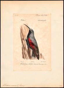 Tichodroma muraria - 1842-1848 - Print - Iconographia Zoologica - Special Collections University of Amsterdam - UBA01 IZ19200371