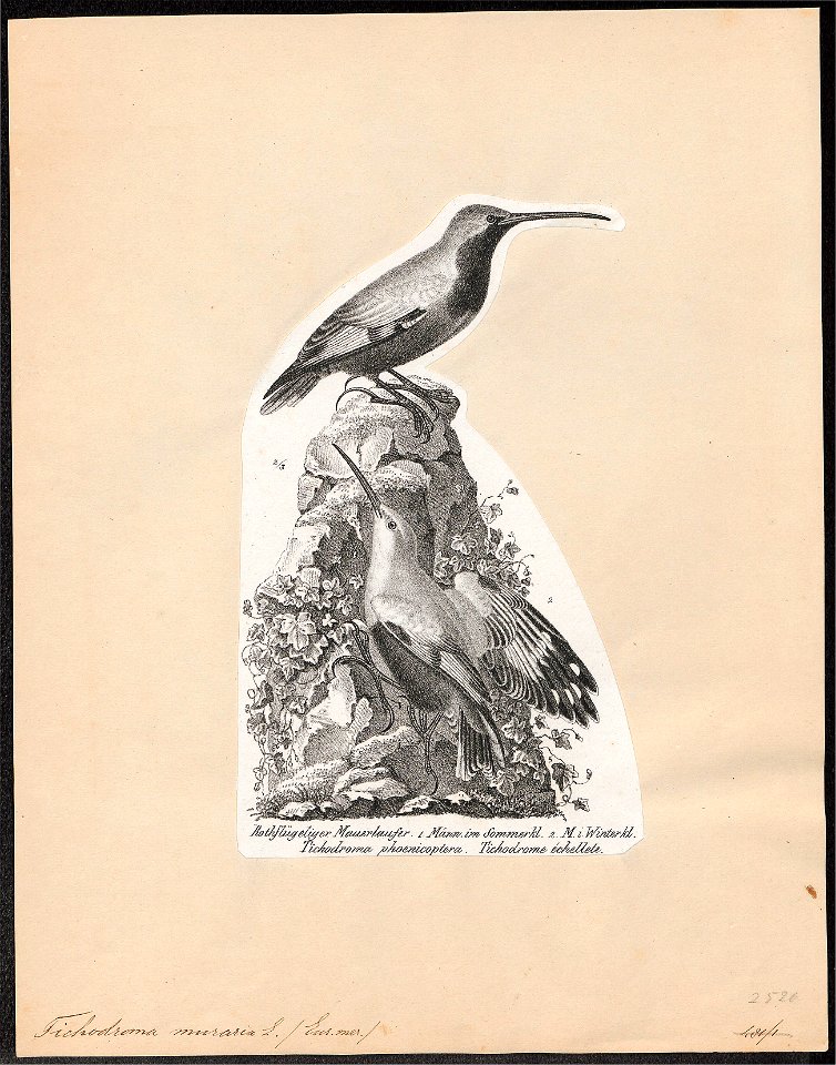 Tichodroma muraria - 1809-1845 - Print - Iconographia Zoologica - Special Collections University of Amsterdam - UBA01 IZ19200379