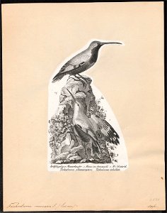 Tichodroma muraria - 1809-1845 - Print - Iconographia Zoologica - Special Collections University of Amsterdam - UBA01 IZ19200379
