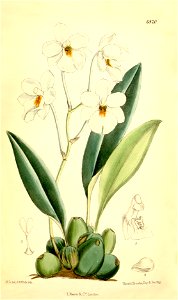 Ticoglossum oerstedii (as Odontoglossum oerstedii) - Curtis' 111 (Ser. 3 no. 41) pl. 6820 (1885)