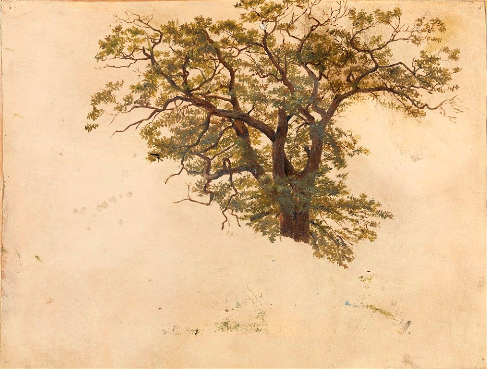 Adolph Tidemand - Study of an Oak - NG.M.00302-092 - National Museum of Art, Architecture and Design