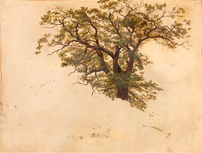 Adolph Tidemand - Study of an Oak - NG.M.00302-092 - National Museum of Art, Architecture and Design