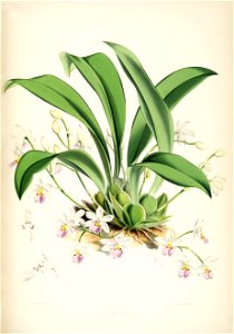 Ticoglossum krameri (as Odontoglossum krameri) - pl. 24 - Bateman, Monogr.Odont