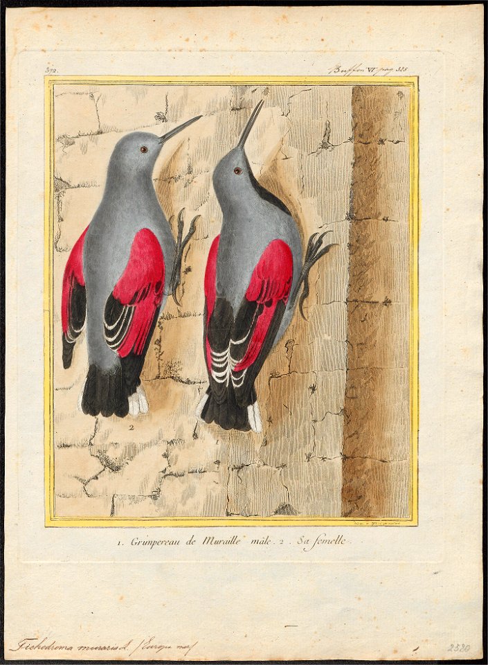 Tichodroma muraria - - Print - Iconographia Zoologica - Special Collections University of Amsterdam - UBA01 IZ19200375