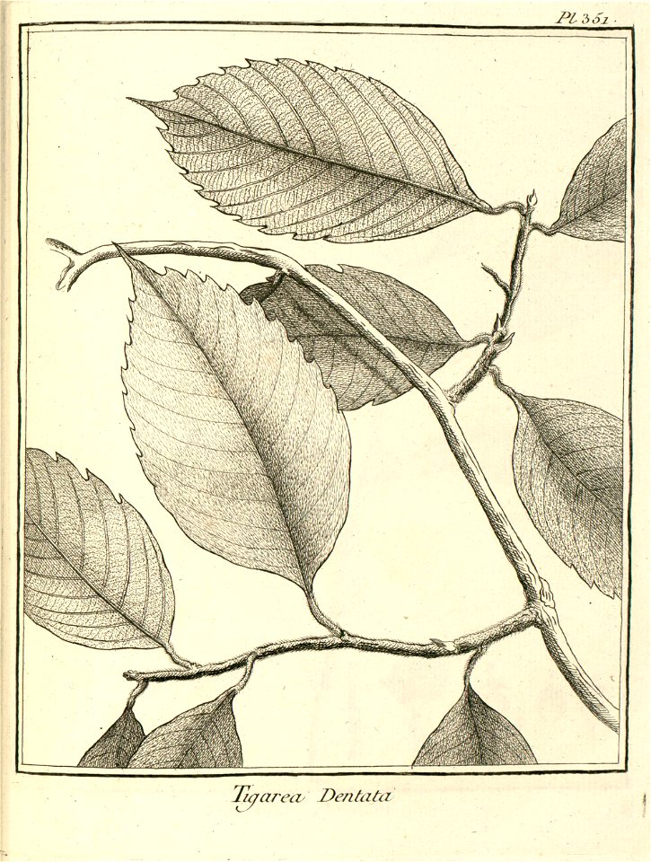 Tigarea dentata Aublet 1775 pl 351