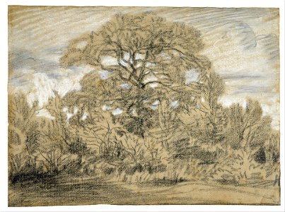 Théodore Rousseau - Study of an Oak Tree - Google Art Project