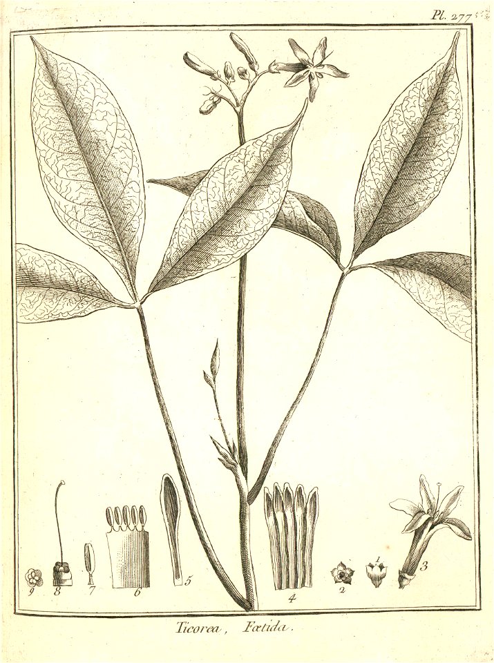 Ticorea foetida Aublet 1775 pl 277