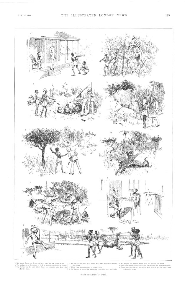 Tiger-Shooting in India - ILN 1889