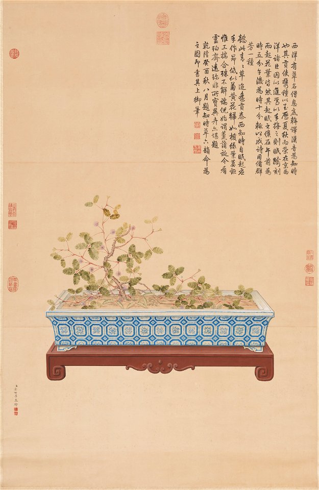 Time-Telling Plant from the West