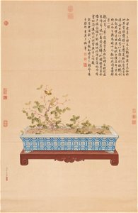 Time-Telling Plant from the West