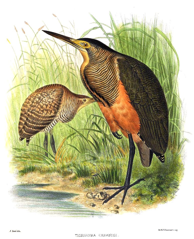 TigrisomaCabanisiSmit