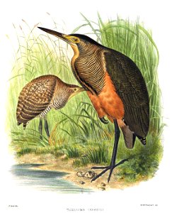 TigrisomaCabanisiSmit