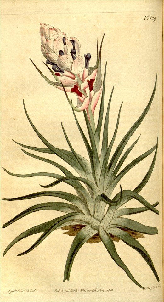 Tillandsia stricta - Curtis vol. 38 (1813) pl. 1529