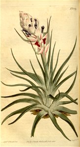 Tillandsia stricta - Curtis vol. 38 (1813) pl. 1529. Free illustration for personal and commercial use.