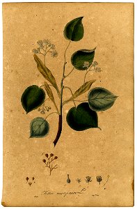 Tilia europaea Mann
