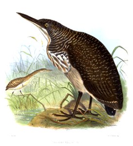 TigrisomaFasciatumSmit