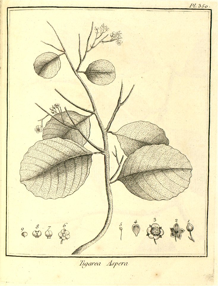 Tigarea aspera Aublet 1775 pl 350