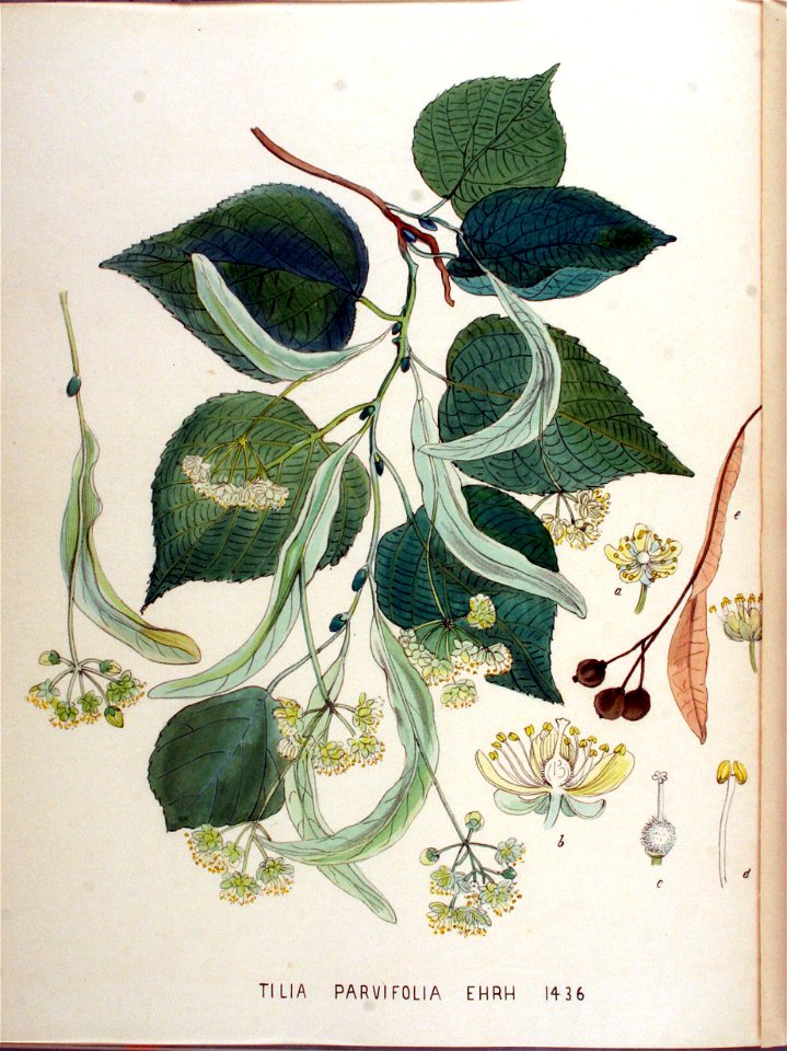 Tilia parvifolia — Flora Batava — Volume v18