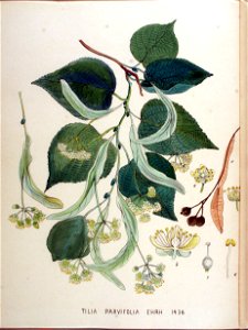Tilia parvifolia — Flora Batava — Volume v18. Free illustration for personal and commercial use.