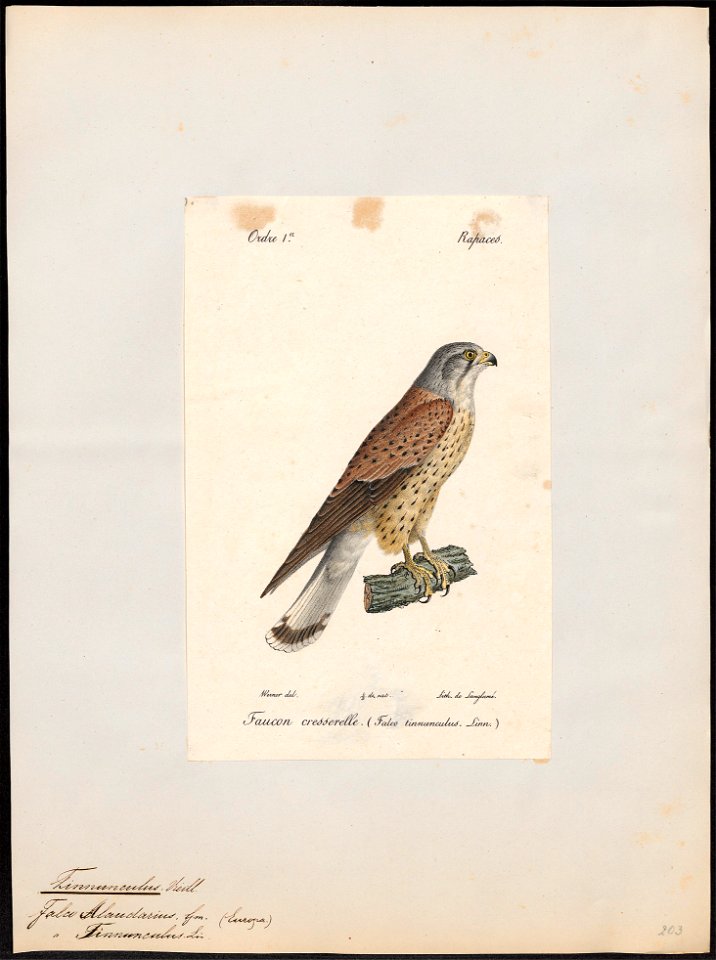 Tinnunculus alaudarius - 1842-1848 - Print - Iconographia Zoologica - Special Collections University of Amsterdam - UBA01 IZ18200229