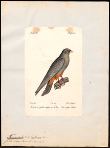 Tinnunculus vespertinus - 1842-1848 - Print - Iconographia Zoologica - Special Collections University of Amsterdam - UBA01 IZ18200251