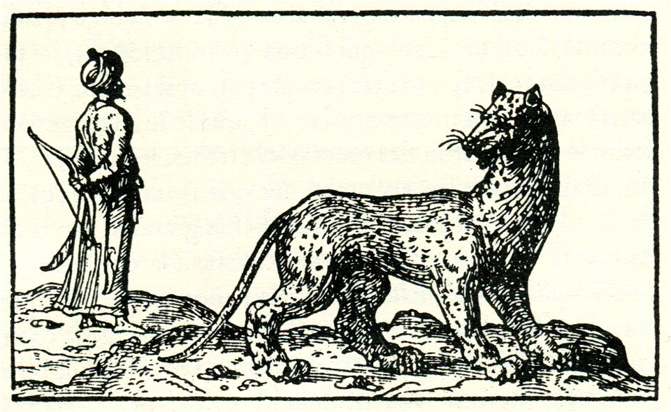Tiger from Hyrcania - Thevet André - 1556