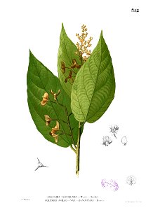 Tiliaceae sp Blanco2.312