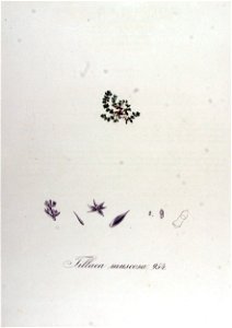 Tillaea muscosa — Flora Batava — Volume v12