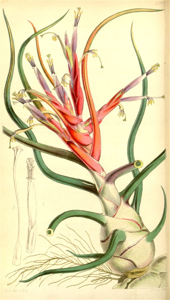 Tillandsia bulbosa - Curtis vol. 73 (ser. 3 no. 3) (1847) pl. 4288