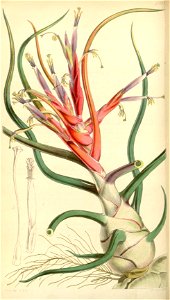 Tillandsia bulbosa - Curtis vol. 73 (ser. 3 no. 3) (1847) pl. 4288