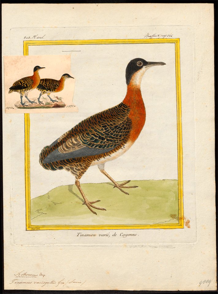 Tinamus variegatus - 1700-1880 - Print - Iconographia Zoologica - Special Collections University of Amsterdam - UBA01 IZ18900235