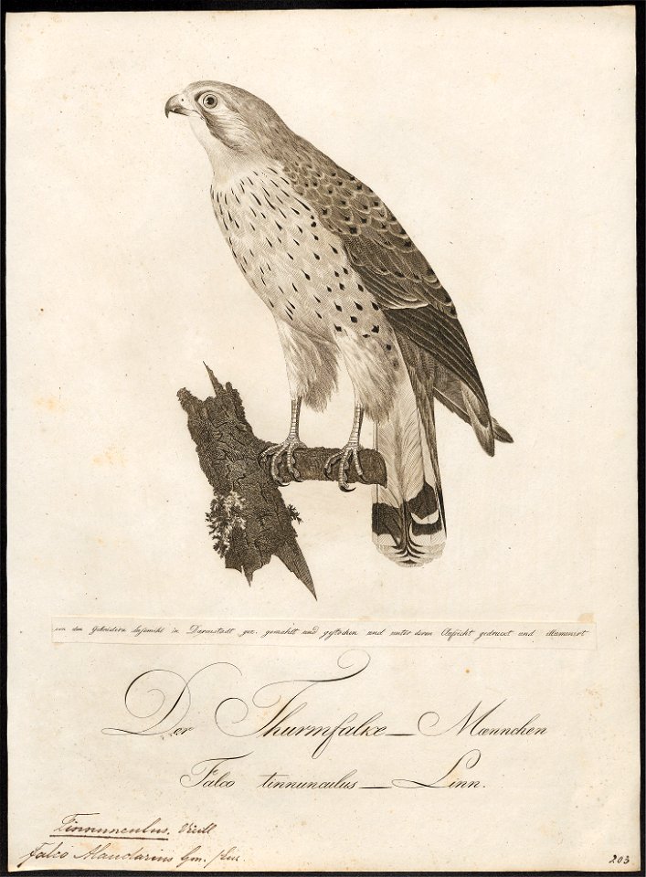 Tinnunculus alaudarius - 1800-1812 - Print - Iconographia Zoologica - Special Collections University of Amsterdam - UBA01 IZ18200231