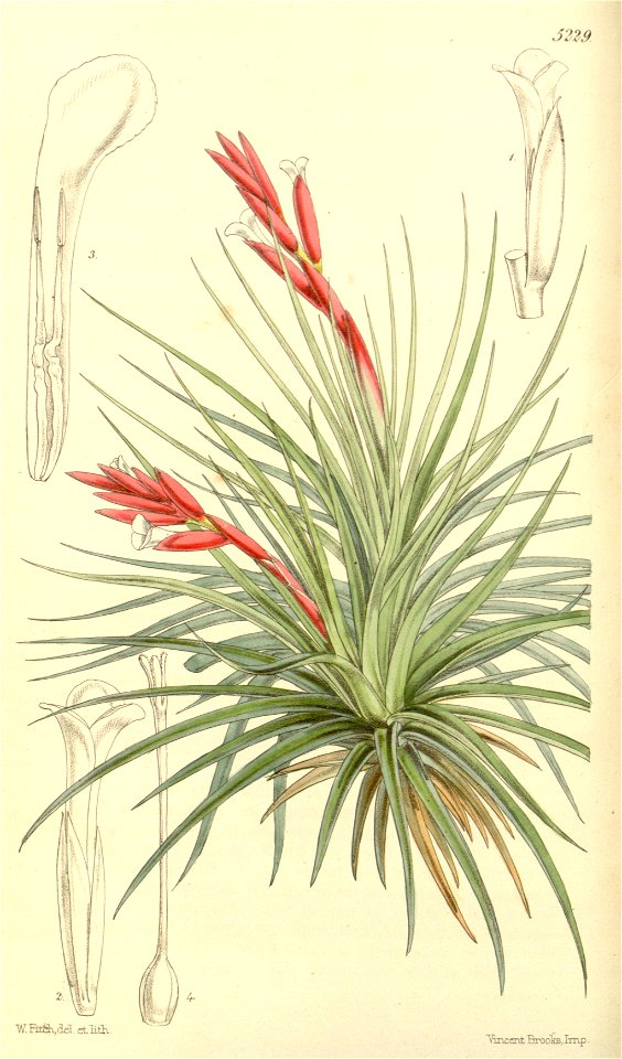 Tillandsia tenuifolia var. tenuifolia (as Tillandsia pulchella) - Curtis' 87 (Ser. 3 no. 17) pl. 5229 (1861)