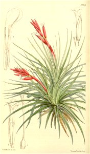 Tillandsia tenuifolia var. tenuifolia (as Tillandsia pulchella) - Curtis' 87 (Ser. 3 no. 17) pl. 5229 (1861)