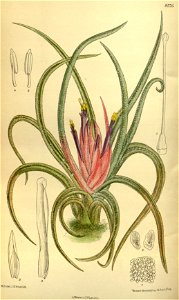 Tillandsia benthamiana andrieuxii 140-8576