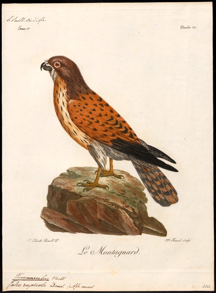 Tinnunculus rupicolus - 1796-1808 - Print - Iconographia Zoologica - Special Collections University of Amsterdam - UBA01 IZ18200237