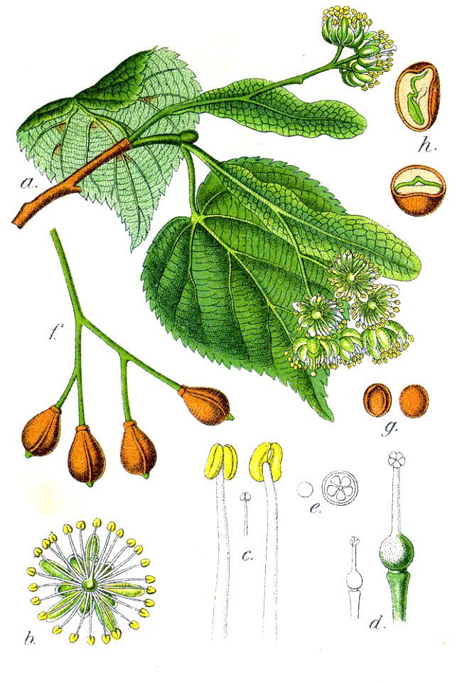 Tilia cordata Sturm62 cropped - Free Stock Illustrations | Creazilla