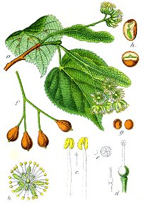 Tilia cordata Sturm62 cropped