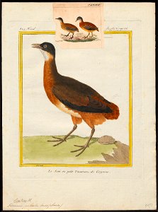 Tinamus pileatus - 1700-1880 - Print - Iconographia Zoologica - Special Collections University of Amsterdam - UBA01 IZ18900231