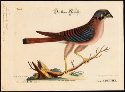 Tinnunculus sparverius - 1700-1880 - Print - Iconographia Zoologica - Special Collections University of Amsterdam - UBA01 IZ18200255