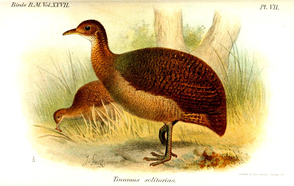 TinamusSolitariusSmit
