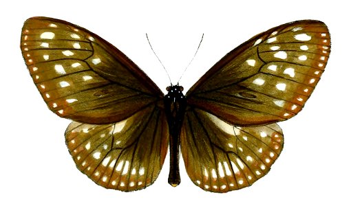 TirunaRoepstorffii 50 3